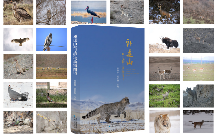 《祁连山常见野生动物图谱》正式出版，全景展现祁连山生态宝库动物多样性